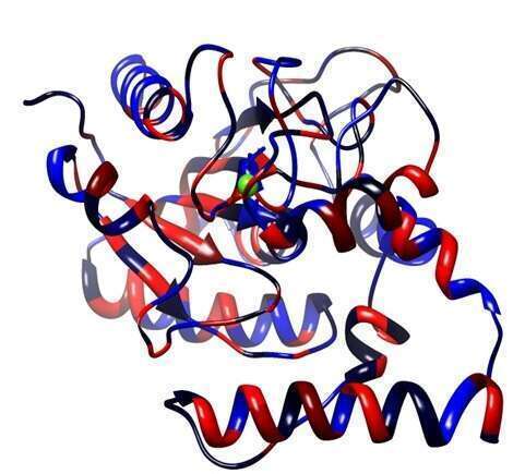 Predicted 3D structure of the P. stutzeri SBW10 methanol resistance lipase 